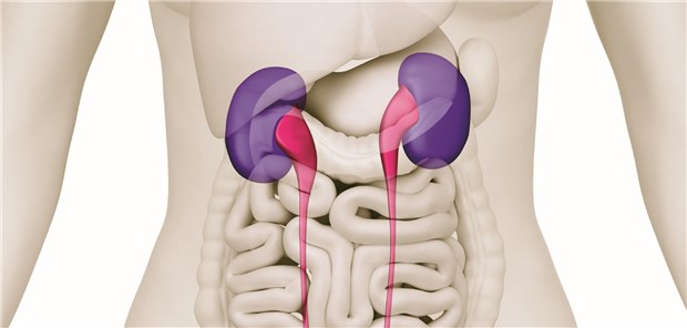 Die Harnwege im Modell: Bei einem Diabetiker mit Pyelonephritis kommt es in der Regel zu tubulointerstitiellen Schäden und gestörter Nierenfunktion.