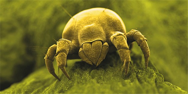 Die Hausstaubmilbe - ein häufiger Allergieauslöser.