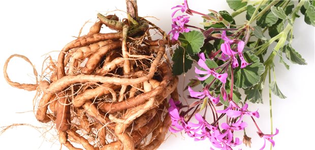 Die Heilpflanze Pelargonium sidoides mit Wurzeln.