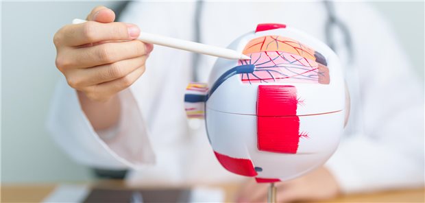 Modell eines Augapfels