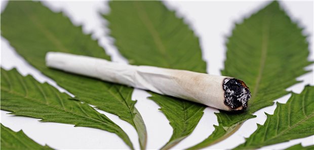 Die Inhalation von Cannabisrauch führt Studien zufolge zu chronischem Husten, vermehrter Sputumproduktion, Luftnot und gehäuft zu respiratorischen Infekten. Möglich sind bei regelmäßigem inhalativen Konsum schwere Lungenschäden.