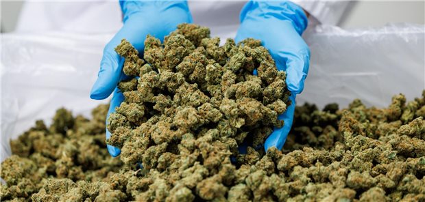 Eine Person hält Cannabis-Blüten in den Händen.