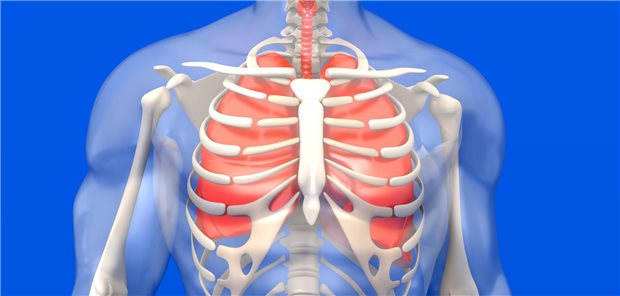 Die Lungen im Fokus: Bei COPD weisen Männer eine höhere Prävalenz auf, bei Asthma sind es die Frauen.