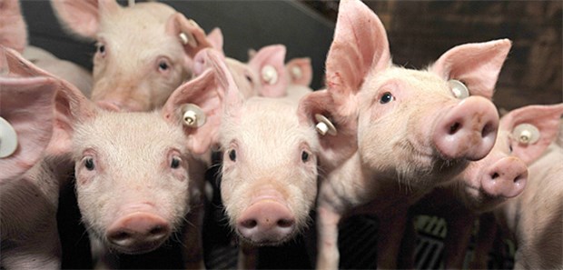 Weniger Antibiotika in Tiermedizin verbraucht Die Menge der in der Tiermedizin abgegebenen Antibiotika in Deutschland ist im Jahr 2017 zurückgegangen.