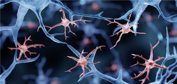 Die Mikroglia besteht aus Immunzellen im Gehirn.