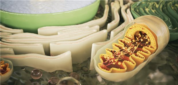 Die Mitochondrien (unten rechts) werden im Volksmund ja als „Kraftwerk der Zelle“ bezeichnet. Bei Long-COVID-Patienten funktioniert dieses Kraftwerk wohl nicht so gut, wie bei Gesunden.
