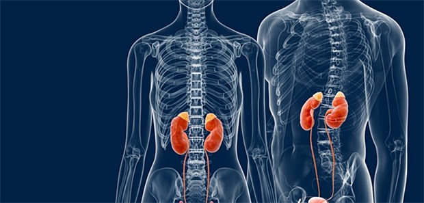 Die Nebennieren werden in Folge wiederholter Injektionen mit Glukokortikoiden stärker in Mitleidenschaft gezogen als angenommen.