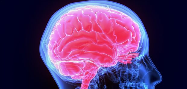 Die Neurologinnen und Neurologen um Charles DeCarli resümieren, dass größere Gehirnvolumina auf eine bessere Gehirnentwicklung deuten und möglicherweise eine größere ‚Gehirnreserve‘ darstellen, welche den Rückgang der Demenzinzidenz erklären könnte.