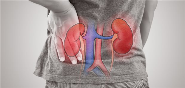 Die Nieren im Fokus: Das Portfolio von Medikamenten gegen chronische Niereninsuffizienz hat sich deutlich verbessert.