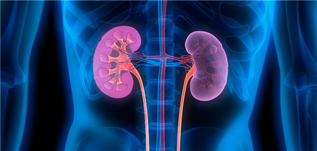 Die Nieren im Modell: Bei Nephropathie lässt sich nach ersten Studiendaten mit dem dualen Rezeptorantagonisten Sparsentan ein deutlicher antiproteinurischer Effekt erzielen.