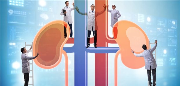 Die Nieren im Visier von Wissenschaftlern: Erfreulich sind die neuen Studiendaten zur Organprotektion mit SGLT2-Hemmern. 