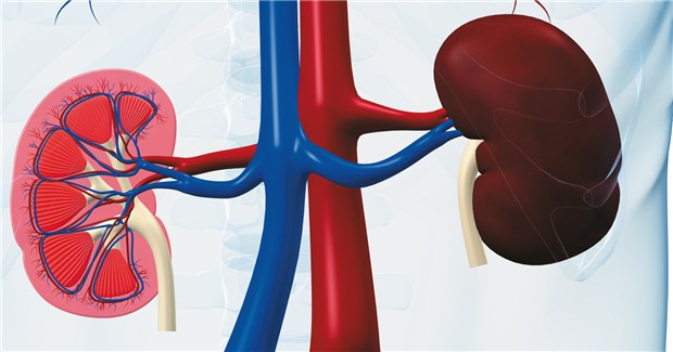 Zuviel B-Vitamine sind Gift für Diabetiker Die Nierenfunktion litt bei hoher Vitamin-B-Dosis. © S. Kaulitzki / fotolia.com