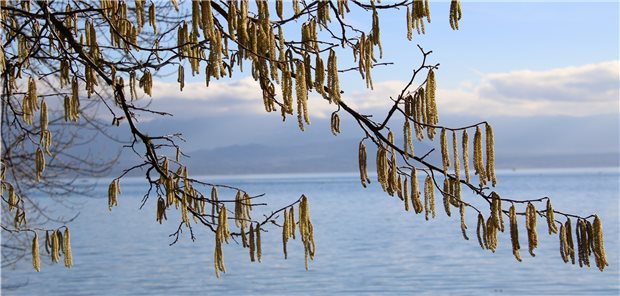 Die Pollen fliegen, ein Gewitter zieht auf. Auch in Augsburg ließ sich anhand von Krankenkassendaten eine Assoziation zwischen Pollenflug, Gewittern und Asthmaattacken nachweisen.