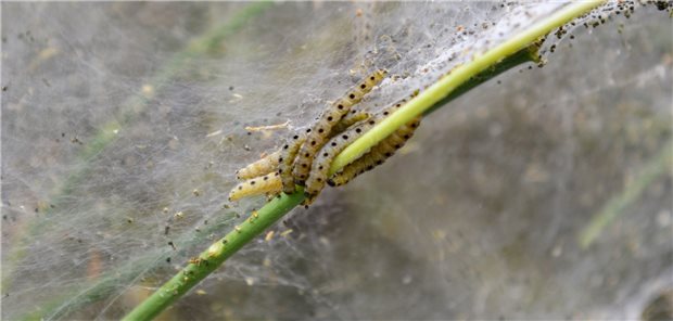 Die Prozessionsspinnerraupen sind ein besonder bekanntes Beispiel für Insekten(larven) als Auslöser von Allergien über Haut- und Atemwegskontakte.