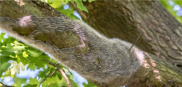 Eichenprozessionsspinner