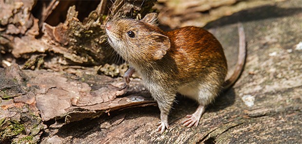 Hohe Zahl von Hanta-Virus-Infektionen Die Rötelmaus ist das Reservoirtier des Hanta-Virus. Gibt es viele Bucheckern, gibt es meist auch viele dieser Mäuse – und das Infektionsrisiko für Menschen steigt.