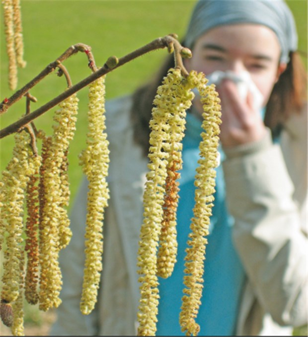 Allergische Rhinitis plus Asthma: Asthmamedikation hält beides in Schach Die Saison der Hasel- und Erlenpollen hat bereits begonnen. Sie sind häufige Auslöser einer allergischen Rhinitis. © Fred / fotolia.com