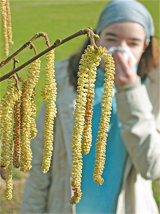 Klimawandel: Pollenallergiker haben fast das ganze Jahr Saison Die Saison der Haselpollen beginnt heutzutage oft schon Mitte Dezember. Sie sind häufige Auslöser einer allergischen Rhinitis.