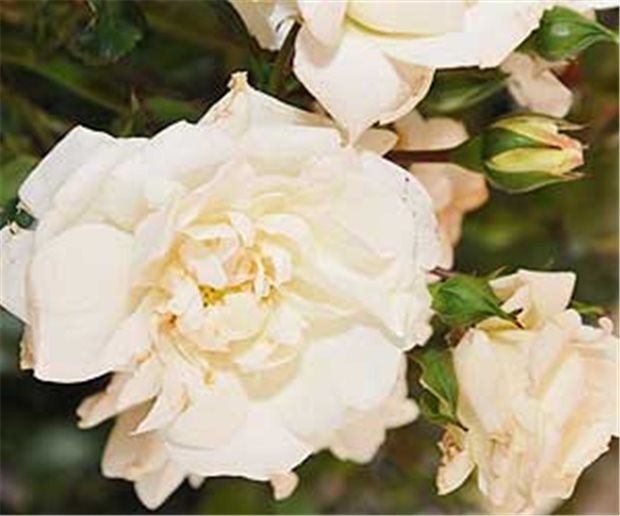 Der Name der Rose: Sana Die Sana-Rose, benannt nach dem Krankenhausbetreiber Sana Kliniken AG.