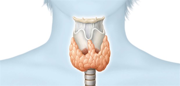 Die Schilddrüse: Im Alter steigt die Konzentration von TSH im Blut offenbar an.