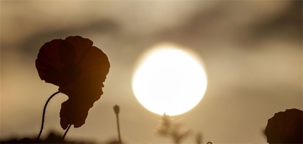 Die Sonne verschwindet hinter einer Mohnblüte in den dunklen Wolken