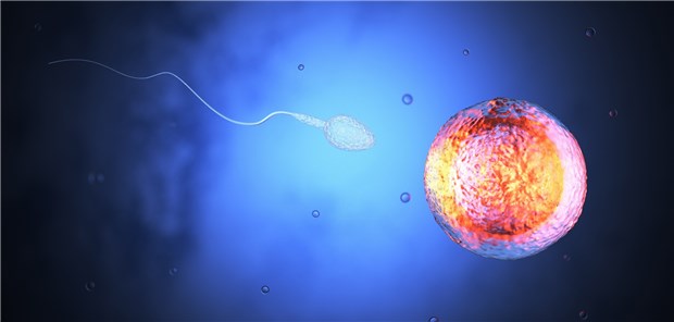 Die Spermienqualität von Männern in westlichen Ländern wird seit Jahrzehnten immer schlechter. Grund könnten veränderte Ernährungsgewohnheiten sein.