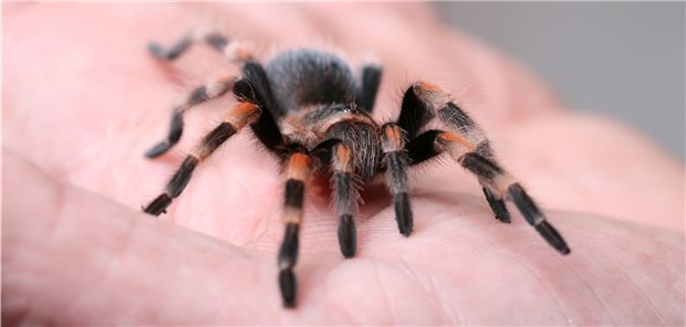 Die Spinnenphobie durch Exposition überwinden: Die virtuelle Realität bietet erfolgreiche Behandlungskonzepte.