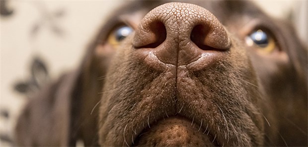 Hunde erschnüffeln Malaria-Infizierte Die Spürnase eines Hundes: Die Trefferquote der Hunde lag bei erstaunlichen 70 Prozent.