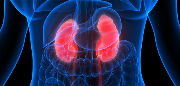 Die Studiengruppe um Matthew Blum von der University of Wisconsin resümiert, dass die Behandlung von Patienten mit Bluthochdruck mit DCCB ohne ACE-Hemmer oder ARB zur Entstehung und Progression einer chronischen Nierenerkrankung beitragen kann.