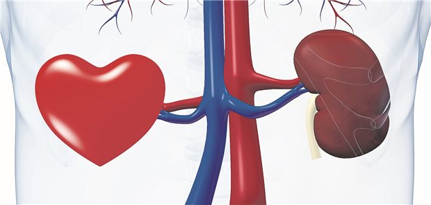 Auch Empagliflozin empfiehlt sich als Herzinsuffizienz-Therapie SGLT-2: Wichtig für Herz und Nieren