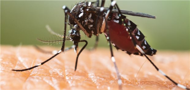 Die Tigermücke Aedes albopictus ist einer der Überträger von Dengue-Viren.