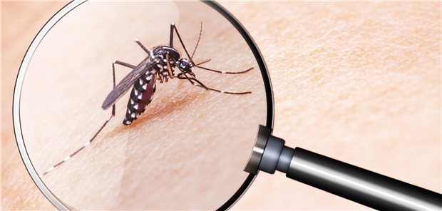 Die Tigermücke, Aedes albopictus – noch vor 10 Jahren hätte man in Deutschland lange vergeblich nach ihr gesucht. Seither nimmt ihre Population stetig zu, vor allem in Südeuropa, aber auch bei uns.