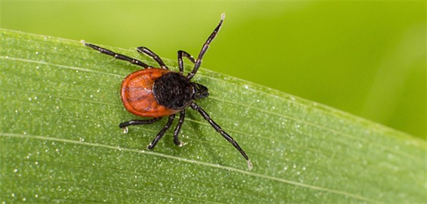 Ungewöhnlich viele Fälle von FSME Die Überträgerzecke Ixodes ricinus war 2017 sehr aktiv.
