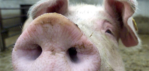 Lebensretter Schweineherz? Die Übertragung von Organen und Geweben aus Schweinen in den Menschen könnte eine Alternative zur gängigen Organtransplantation sein.
