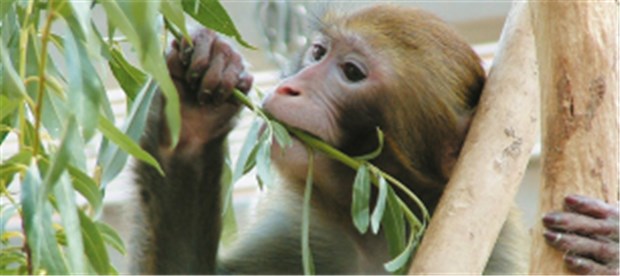 Epilepsie-Forschung mit Affen in Bremen geht weiter Die Uni Bremen beharrt darauf: In der Epilepsie-Forschung gibt es keine Alternative zu den Experimenten mit Makaken-Affen.