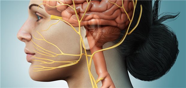 ZNS einer Frau inkl. Vagusnerv