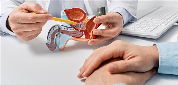 Ein Arzt erklärt seinem Patienten anhand eines anatomischen Modells des männlichen Fortpflanzungssystems das weitere Vorgehen zur Sicherung der Diagnose.