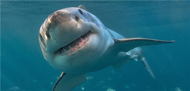 Weißer Hai schwimmt auf die Kamera zu. 