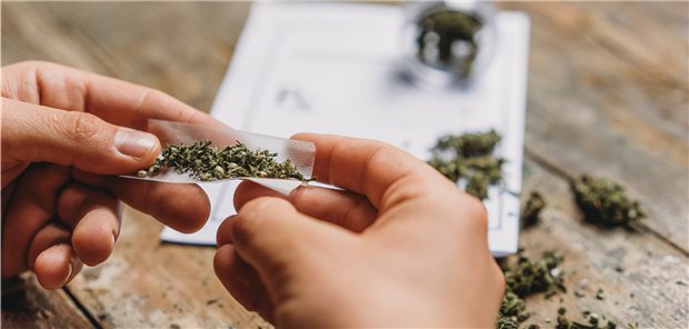 Junge Erwachsene konsumieren immer häufiger Cannabis Cannabiskonsum bei jungen Erwachsenen