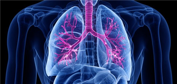 3D-Darstellung Lunge 