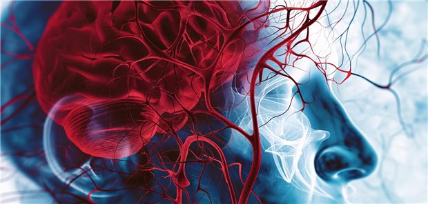 Das Gehirn ist durch einen transparenten Schädel zu sehen. Davor spannt sich ein dünnes Netz aus Blutgefäßen. 