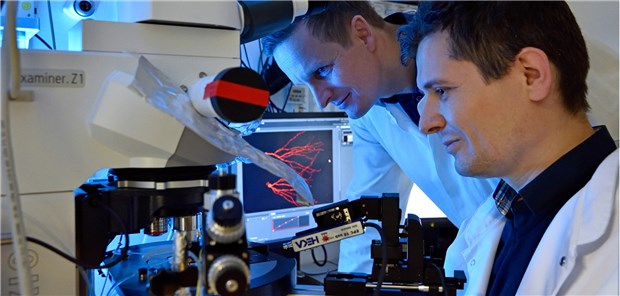Vermehrt unreife Nervenzellen im Hippocampus Die beiden Neurologen Dr. Albrecht Kunze (links) und Mihai Ceanga (rechts) vom Uniklinikum Jena untersuchen im Labor die Entwicklung von Neuronen im Hippocampus.