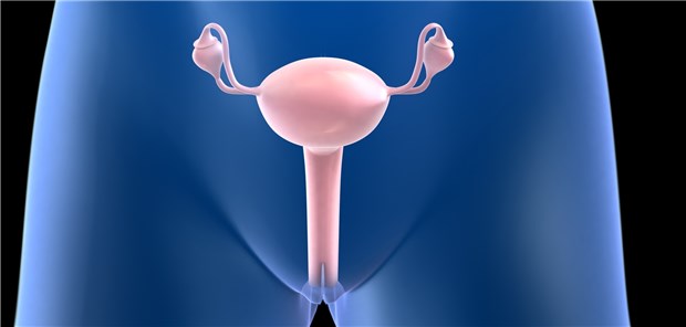 Was hat die Postmenopause mit Gebärmutterkrebs zu tun? Die bekannten Risikofaktoren für Gebärmutterkrebs wirken sich offenbar auch auf das Mikrobiom des Fortpflanzungstrakts aus.