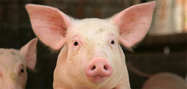 Kein Schwein darf mehr durch! Die dänischen Schweine sollen durch einen Zaun vor der ASP-Übertragung geschützt werden. Umweltschützer und mancher Politiker kritisieren das.