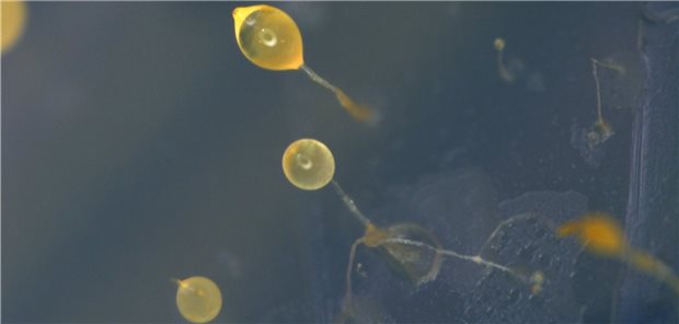 Die einzellige Amöbe Dictyostelium discoideum kann – genetisch verändert – Olivetolsäure, eine Cannabinoidvorstufe, synthetisieren.