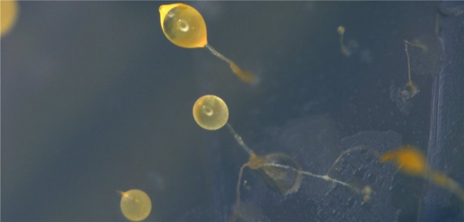 Cannabinoidvorstufe Olivetolsäure frisch von der Amöbe