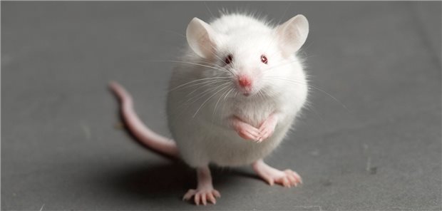 Foto einer weißen Maus.