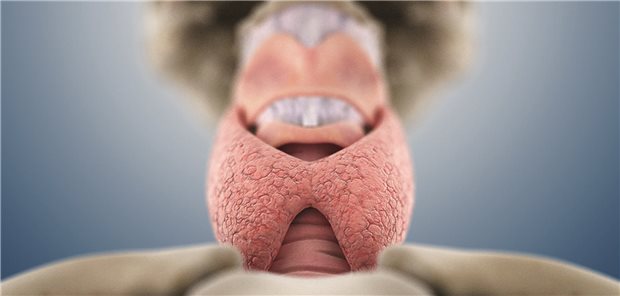 Blick auf die Schilddrüse