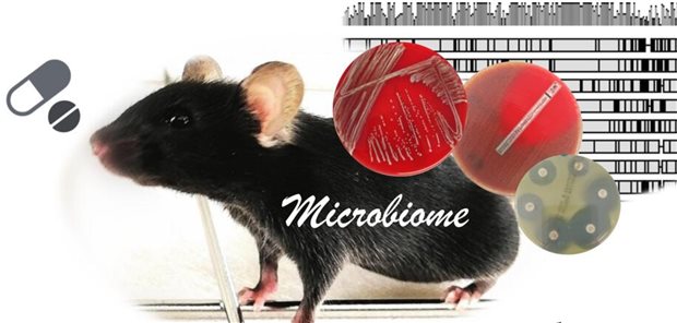 Die in der Studie verwendeten Komponenten: keimfrei gehaltene Maus (Tiermodell), Agarplatten mit Kulturen der isolierten Darmbakterien sowie Antibiotikateststreifen und -plättchen und schließlich ein schematisch dargestellter DNA-Sequenz-Vergleich.