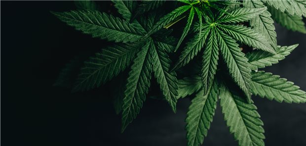 Ärztetag gegen Legalisierung von Cannabis Cannabis-Blätter